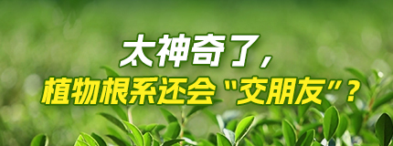 太神奇了，植物根系還會“交朋友”？